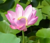 北京公司刚办理的营业执照怎么注销